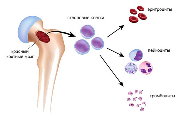 Трансплантация костного мозга